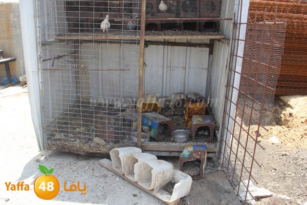 abo selmeiy 0528 (35).JPG